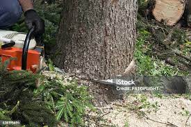 How Our Tree Care Process Works  in  Christmas, FL