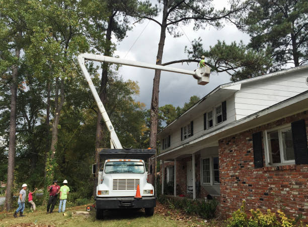 Christmas, FL Tree Services Company